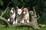 BULL TERRIER MINIATURE 190